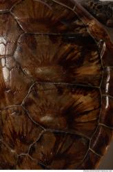 Photo Textures of Turtle Skin